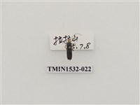 藏品(菊虎科)的圖片